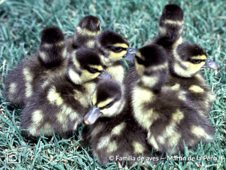 Corrientes: Abandonaron en una caja 12 patitos Siriri